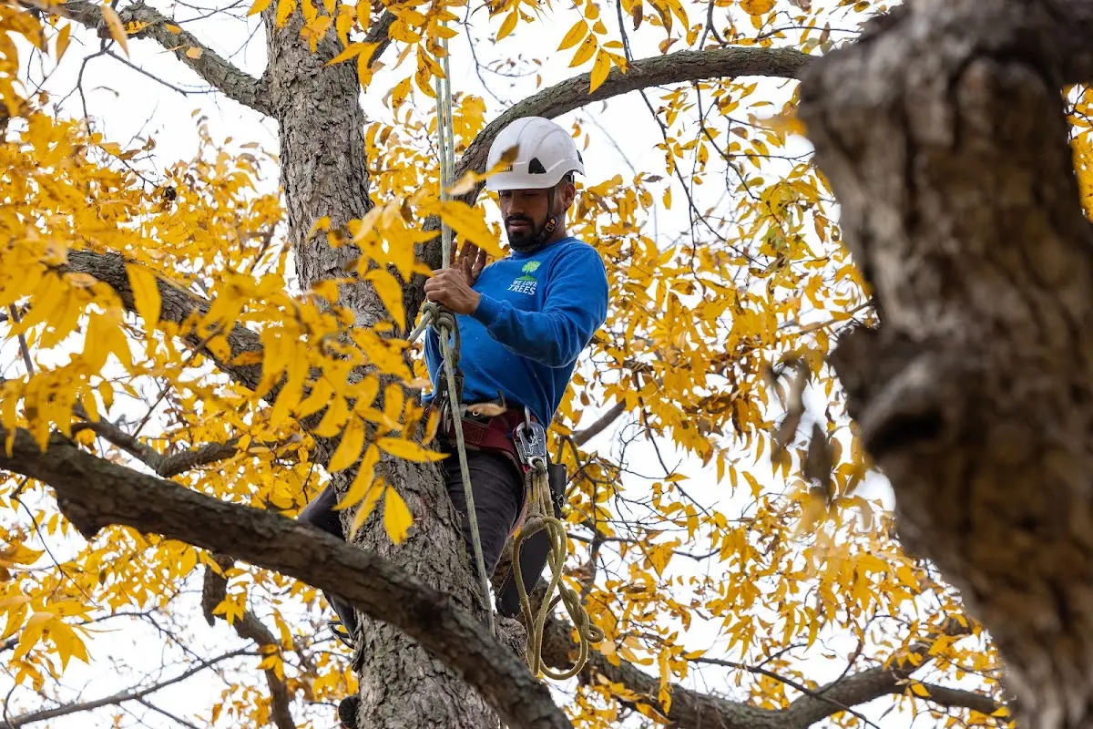 Skilled Tree Pruning crew working in Saint Marys